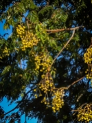 Yellow berries on a White Cedar in May.