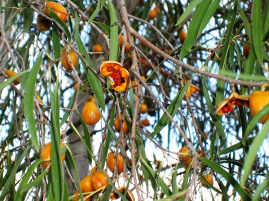 Photo of Pittosporum berries