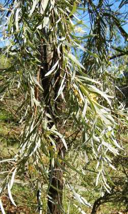 Fronds of Acacia pendula