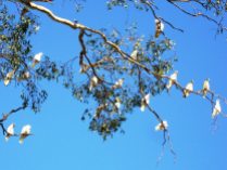 Many cockatoos in a tree