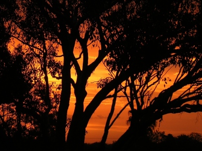 Sun sets through gum tree